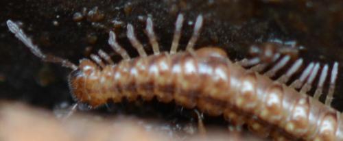 Craspedosoma sp.